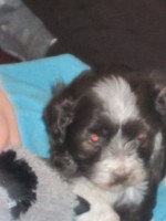/album/www-puppies-com/img-2268-jpg1/