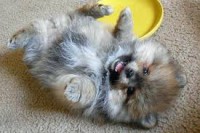 /album/www-puppies-com/puppy9-jpg/