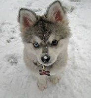 /album/www-puppies-com/puppy10-jpg/