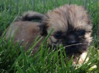 /album/www-puppies-com/puppy11-jpg/