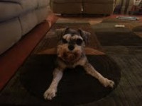 /album/www-puppies-com/shilo-jpg/