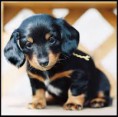 /album/puppy-pics/puppy6-jpg/