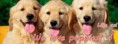 /album/photo-gallery-homepage/puppy12-jpg/