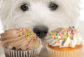 /album/sugar-pups/pupcake2-png/