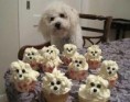 /album/sugar-pups/pupcake6-jpg/