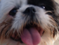 /album/photo-gallery-homepage/molly-png/