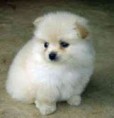 /album/photo-gallery-homepage/puppy1-jpg/